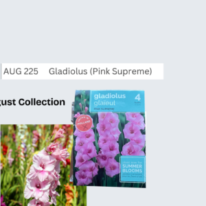 Gladiolus (Pink Supreme)