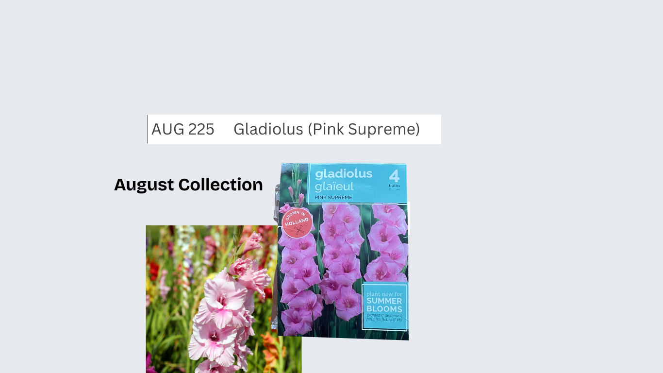 Gladiolus (Pink Supreme)