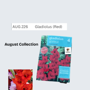 Gladiolus (Red)