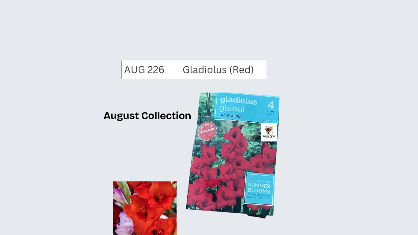 Gladiolus (Red)