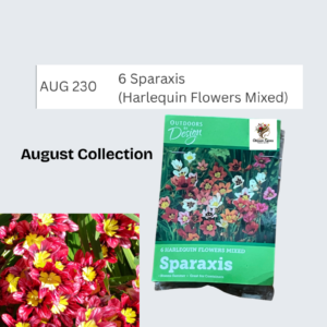 6 Sparaxis (Harlequin Flowers Mixed)