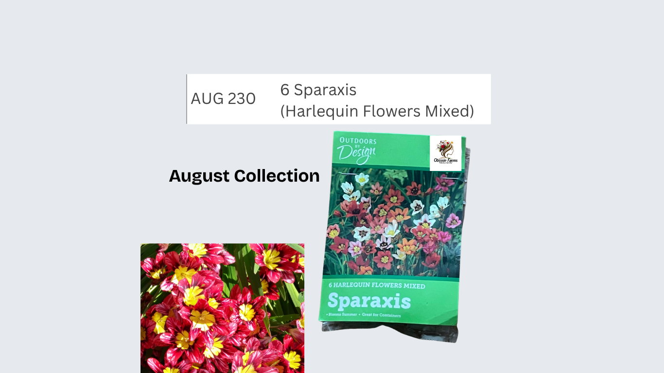 6 Sparaxis (Harlequin Flowers Mixed)