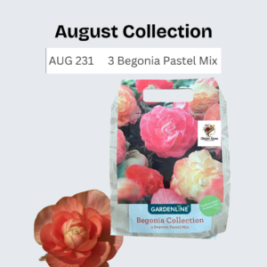 Begonia Pastel Mix