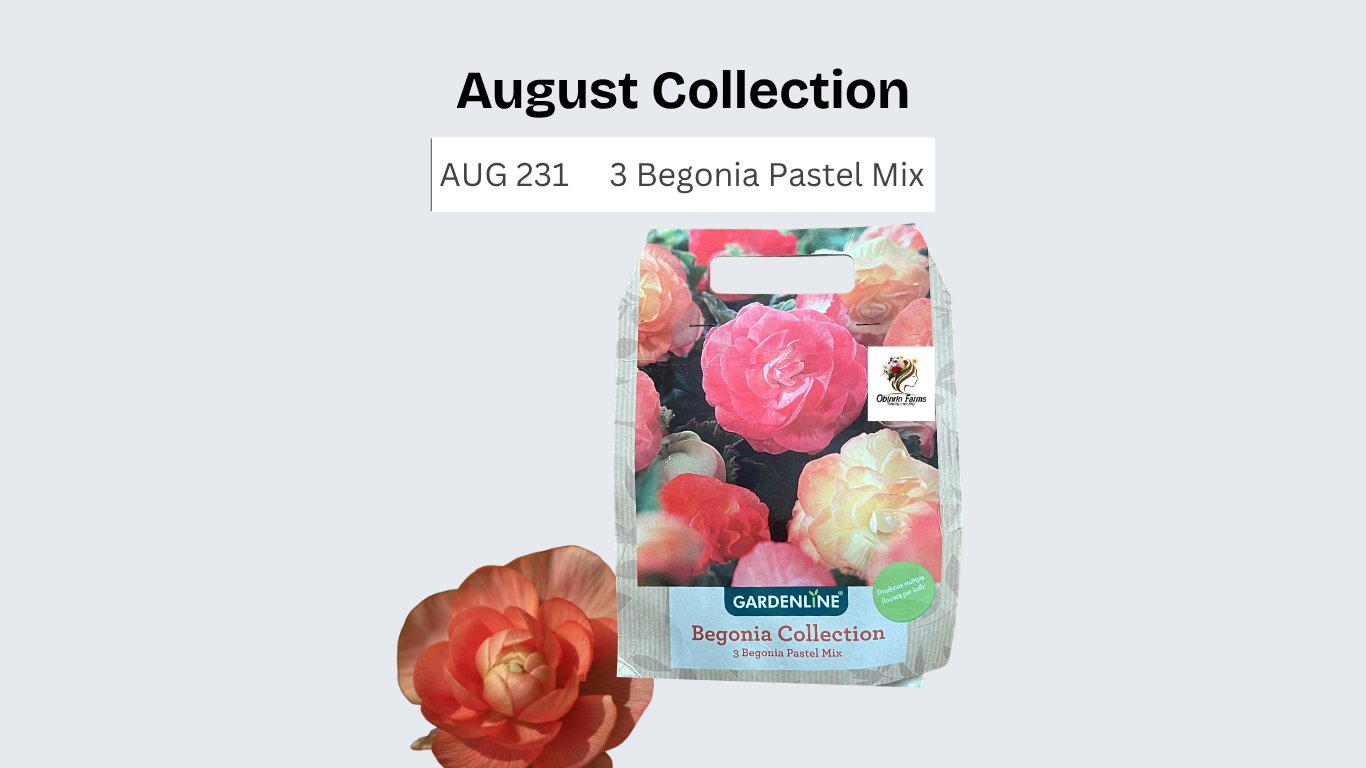 Begonia Pastel Mix