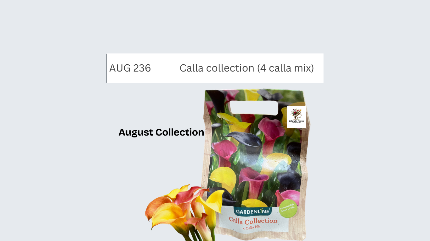 Calla collection (4 calla mix)