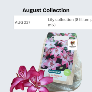 Lily collection (8 lilium pink mix)