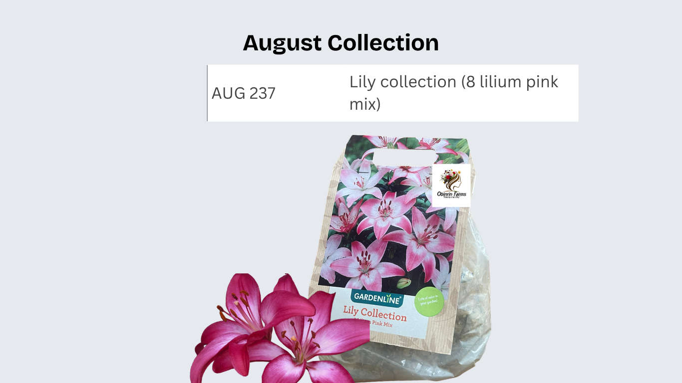 Lily collection (8 lilium pink mix)