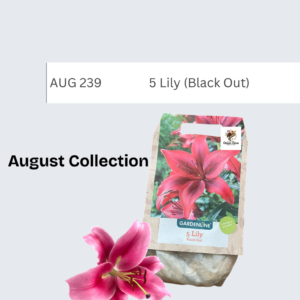 Lily (Black Out)
