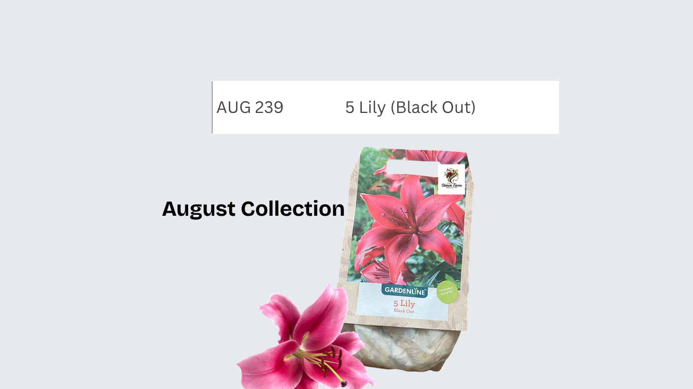 Lily (Black Out)