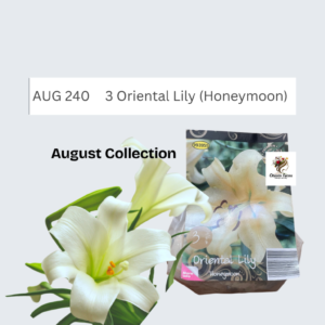 Oriental Lily (Honeymoon)