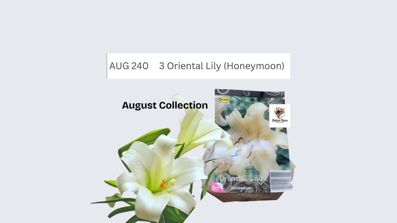 Oriental Lily (Honeymoon)
