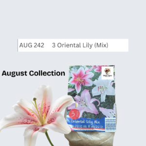Dahlia (lovely combination, pink, purple and red)