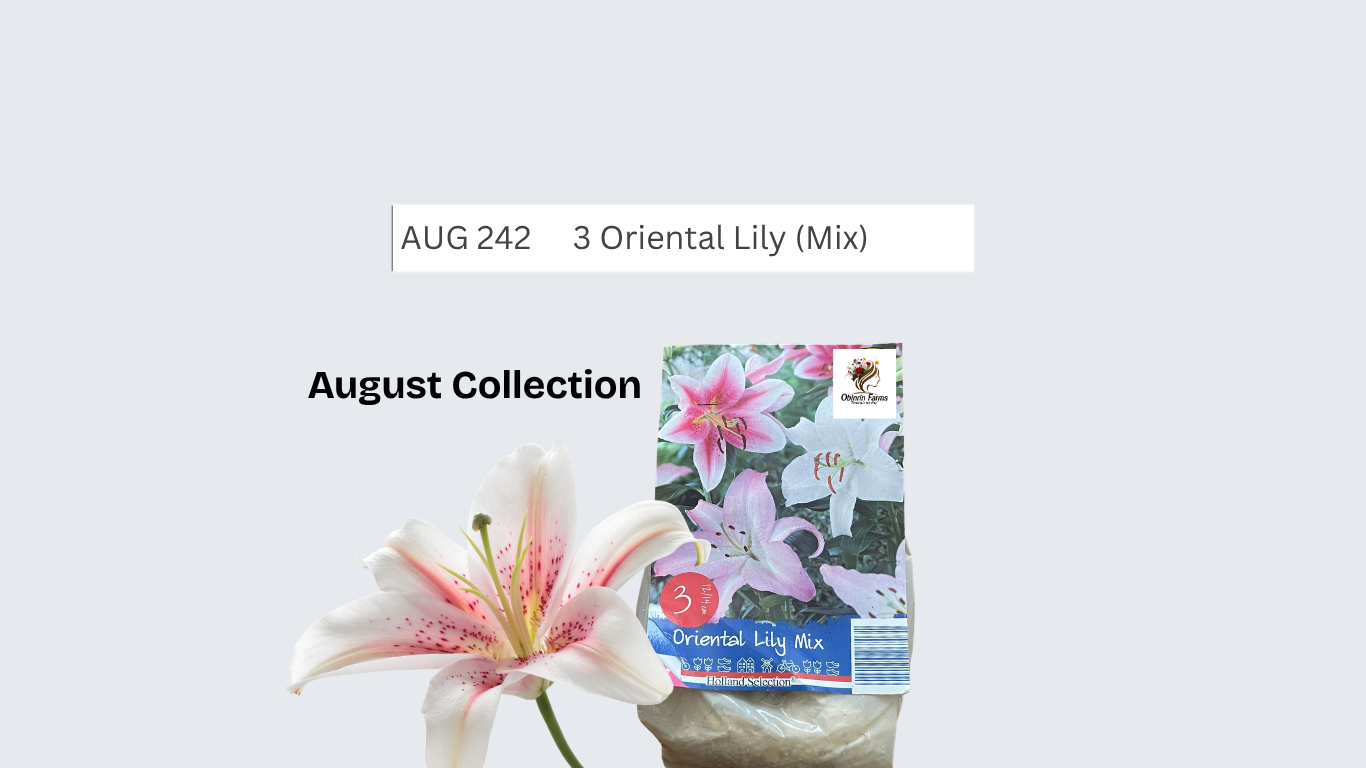 Dahlia (lovely combination, pink, purple and red)