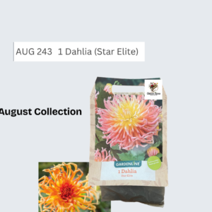 Dahlia (Star Elite)