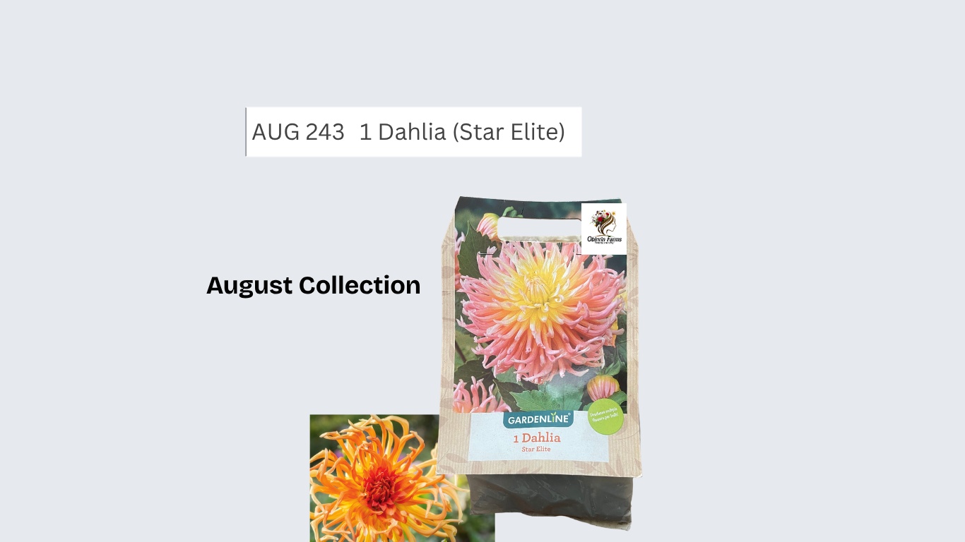 Dahlia (Star Elite)