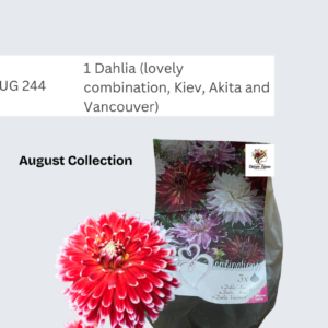 Dahlia (lovely combination, Kiev, Akita and Vancouver)