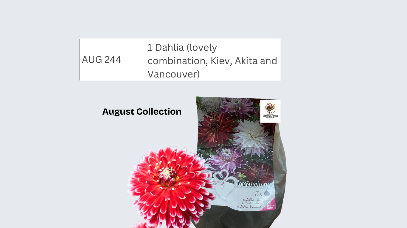 Dahlia (lovely combination, Kiev, Akita and Vancouver)