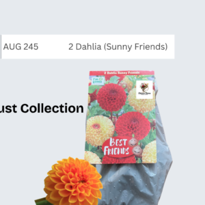 Dahlia (Sunny Friends)