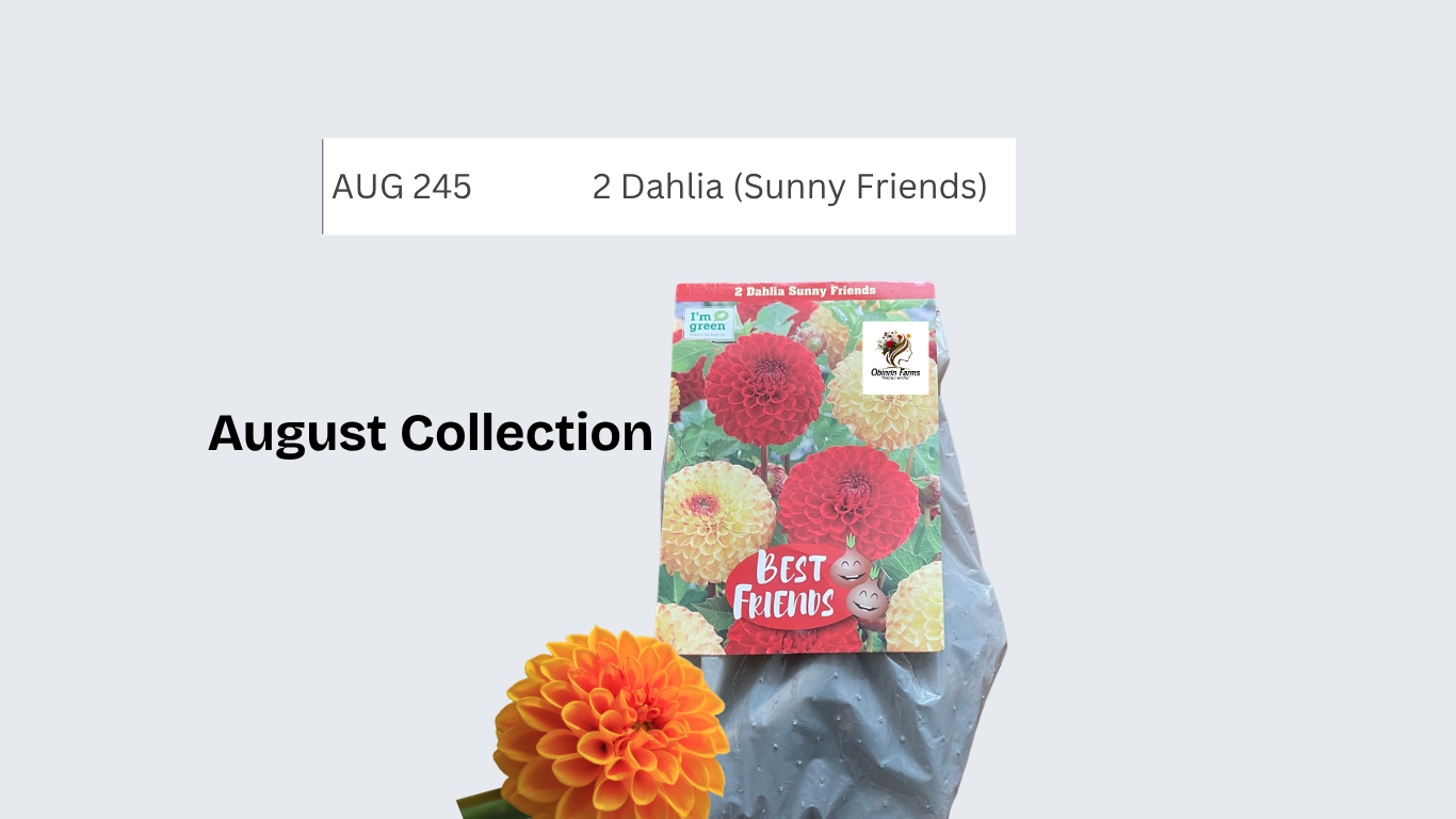 Dahlia (Sunny Friends)