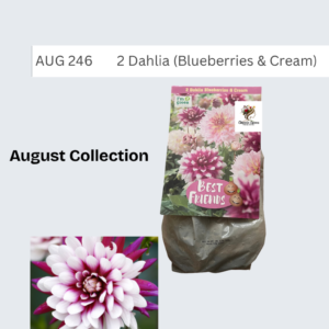 Dahlia (Blueberries & Cream)