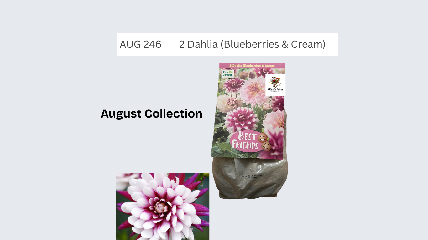 Dahlia (Blueberries & Cream)