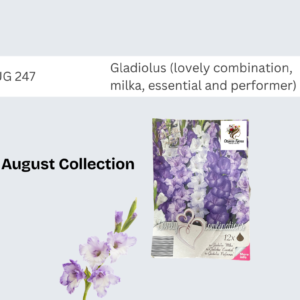 Gladiolus (lovely combination, milka, essential and performer)