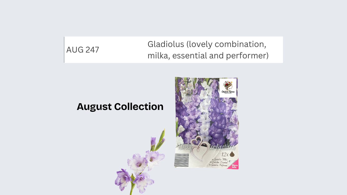 Gladiolus (lovely combination, milka, essential and performer)