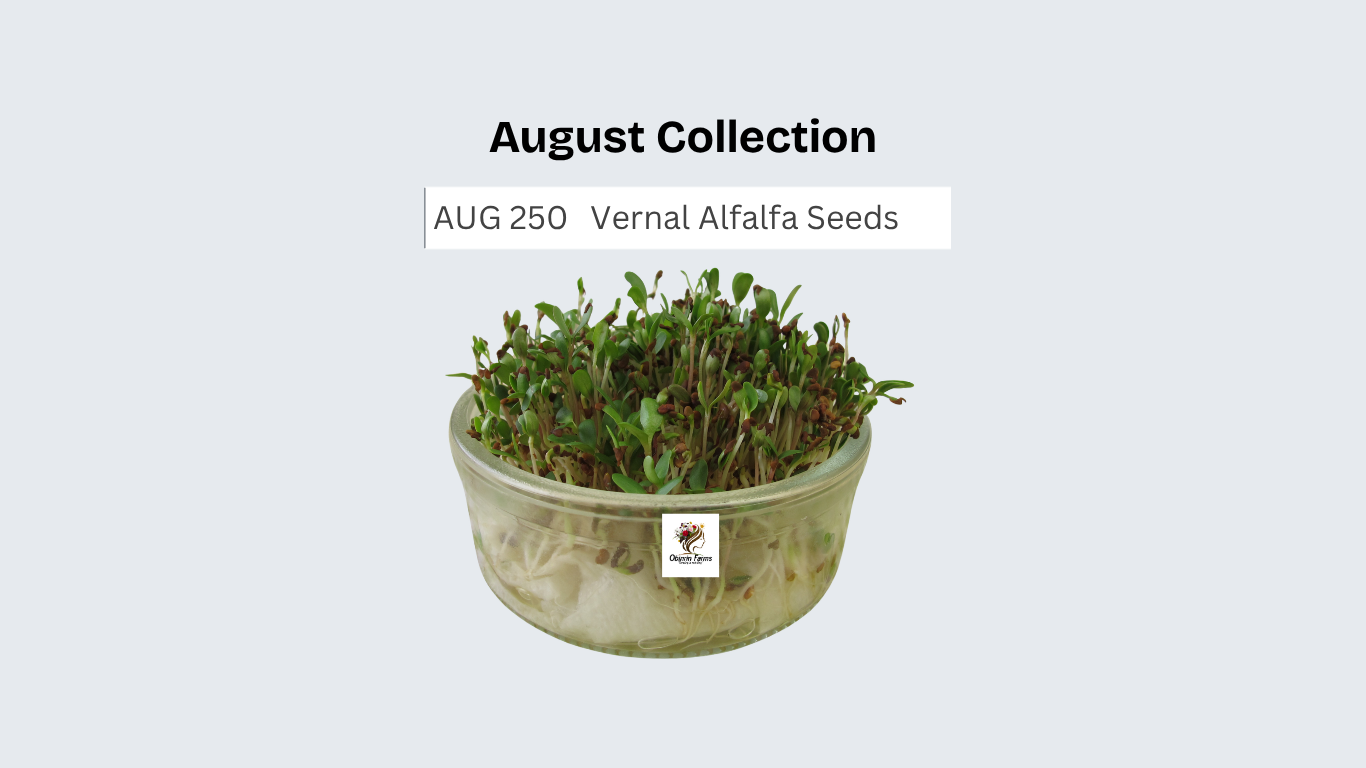 Vernal Alfalfa Seeds