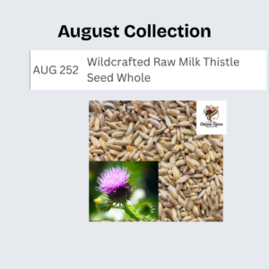Wildcrafted Raw Milk Thistle Seed Whole 8oz Silybum Marianum The Bloomin Herb Shoppe