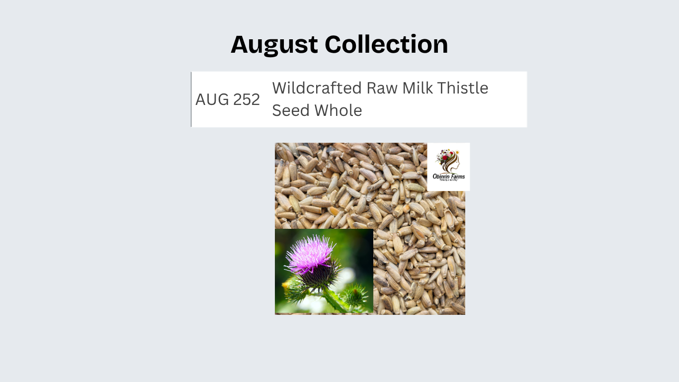 Wildcrafted Raw Milk Thistle Seed Whole 8oz Silybum Marianum The Bloomin Herb Shoppe