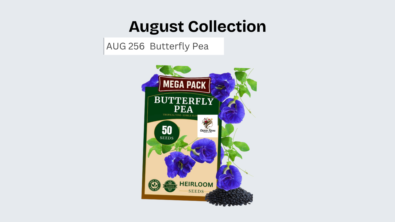 Butterfly Pea