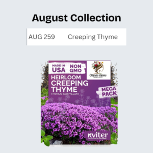 Creeping Thyme