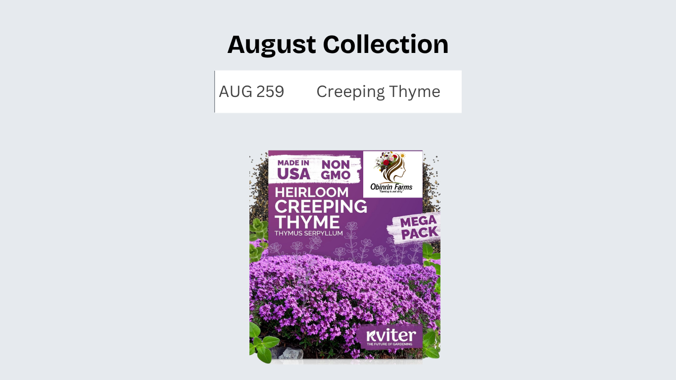 Creeping Thyme