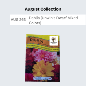 Dahlia (Unwin's Dwarf Mixed Colors)