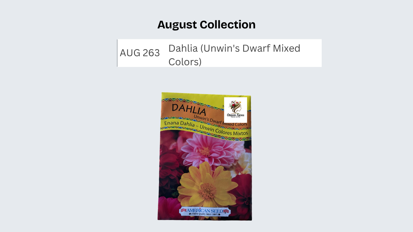 Dahlia (Unwin's Dwarf Mixed Colors)