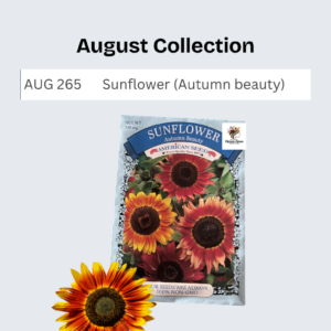 Sunflower (Autumn beauty)