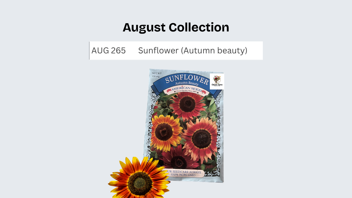 Sunflower (Autumn beauty)