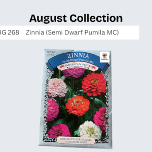Zinnia (Semi Dwarf Pumila MC)