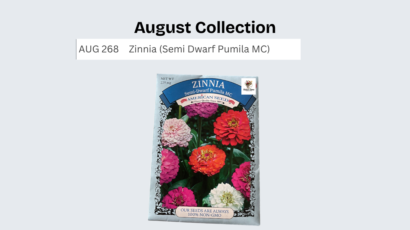 Zinnia (Semi Dwarf Pumila MC)