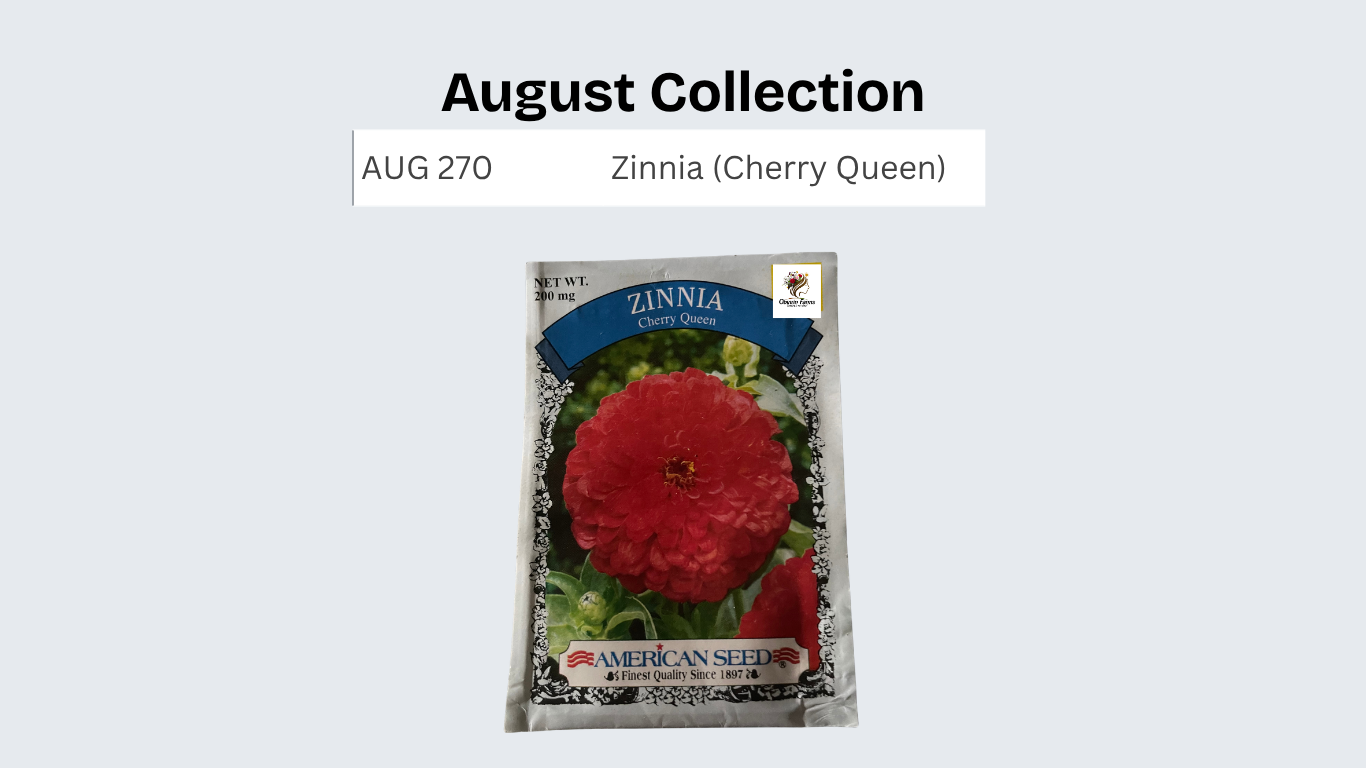 Zinnia (Queen Cherry)