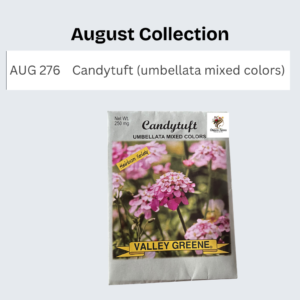 Candytuft (umbellata mixed colors)