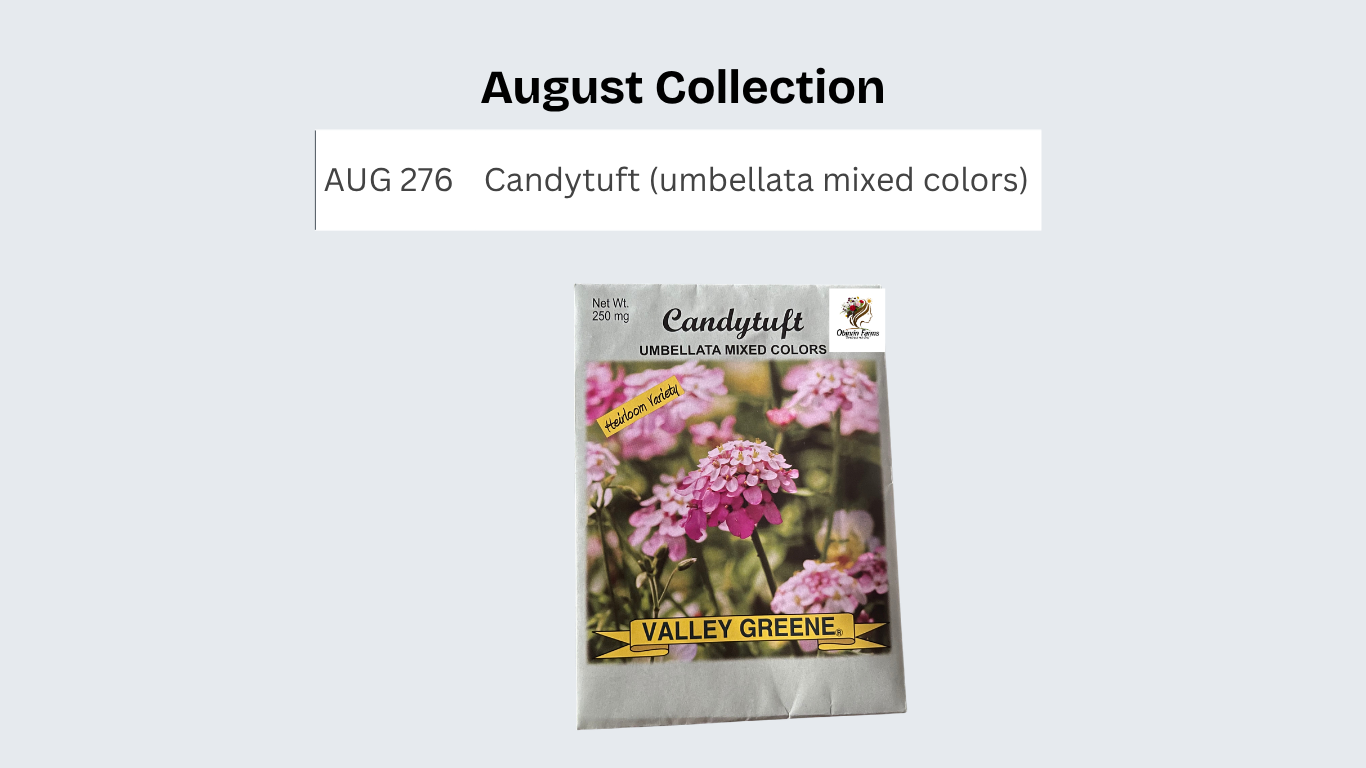 Candytuft (umbellata mixed colors)