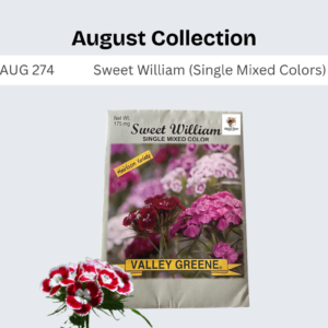 Sweet William (Single Mixed Colors)