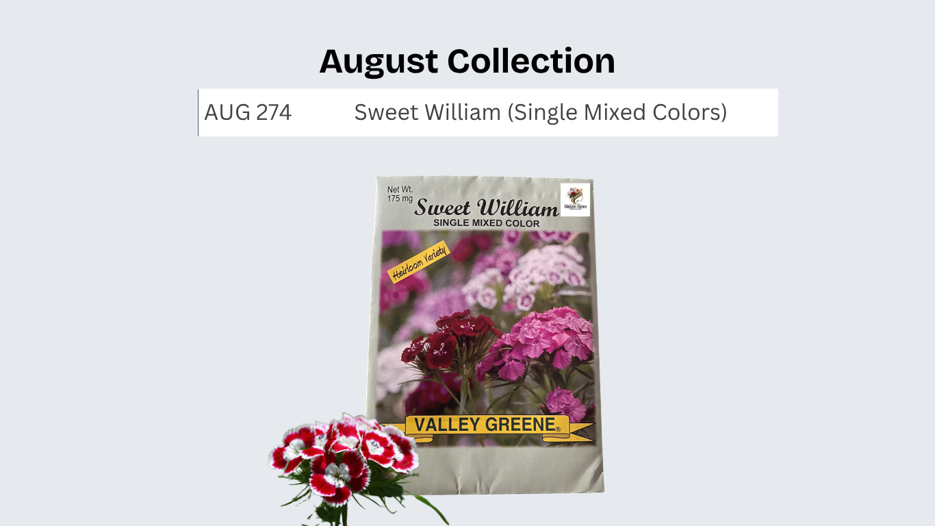 Sweet William (Single Mixed Colors)