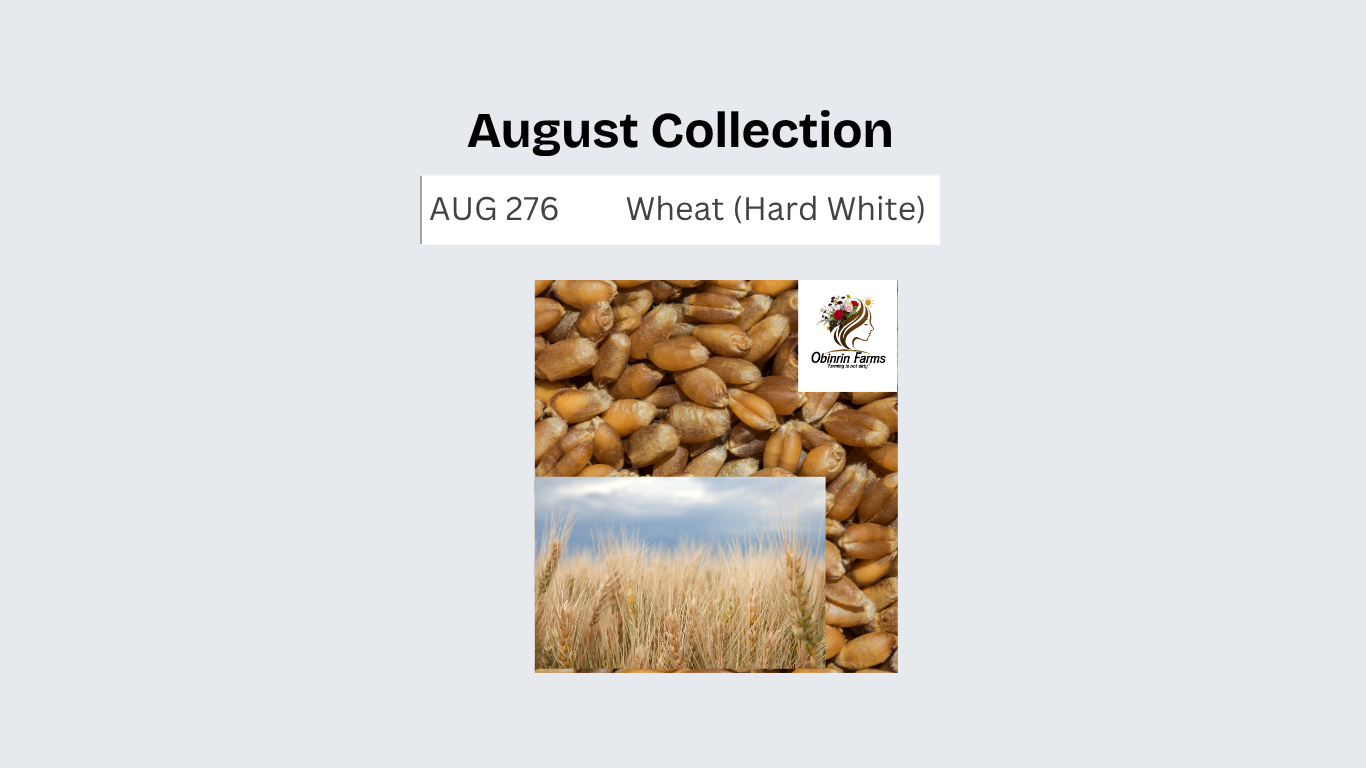 Wheat (Hard White)