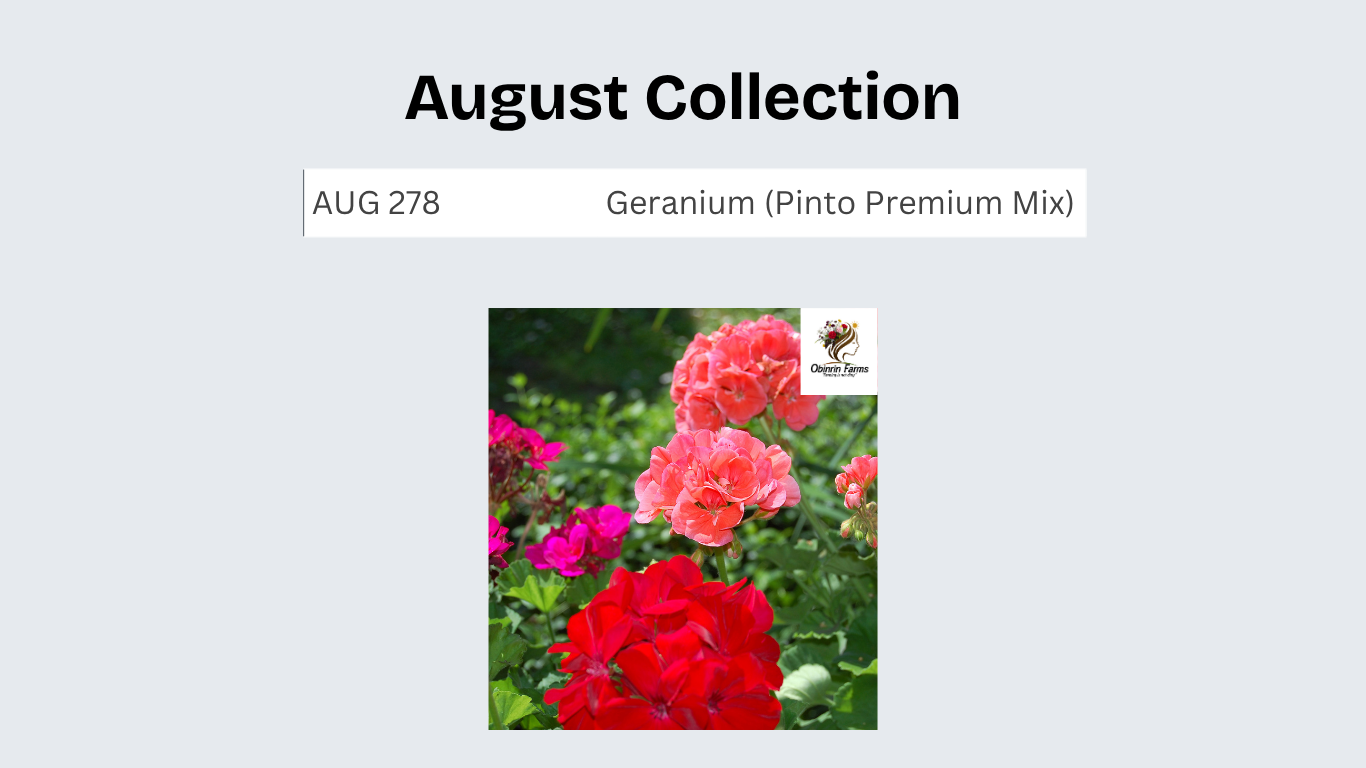 Geranium (Pinto Premium Mix)