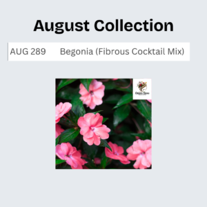 Begonia (Fibrous Cocktail Mix)