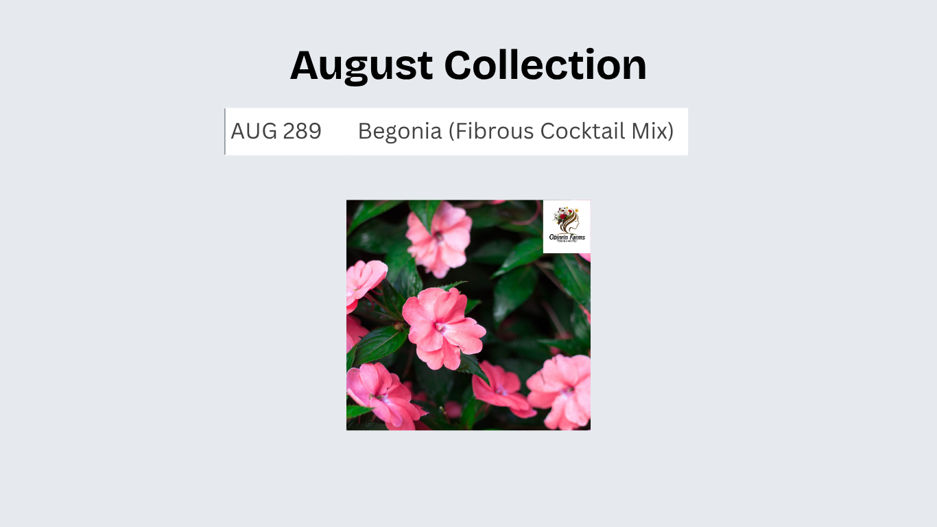 Begonia (Fibrous Cocktail Mix)