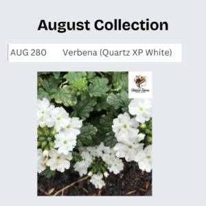 Verbena (Quartz XP White)