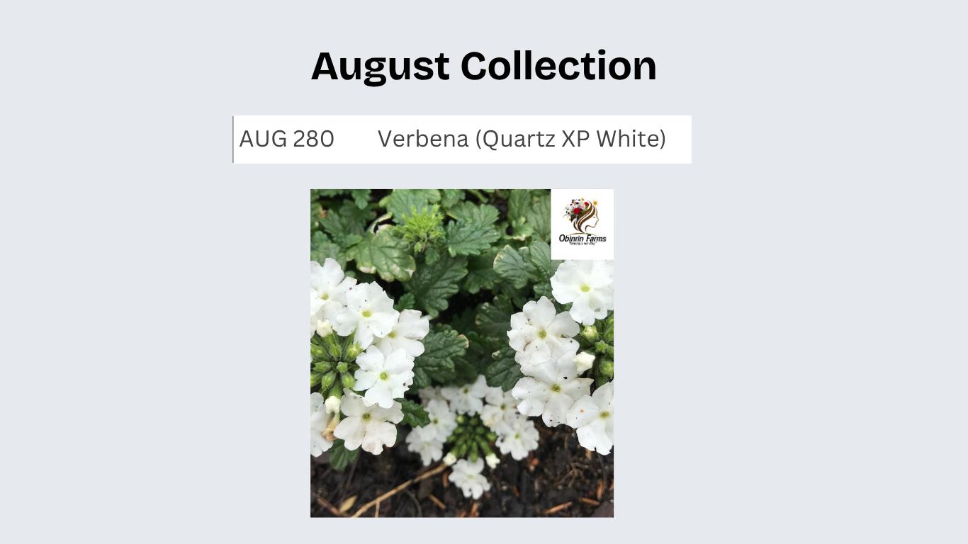 Verbena (Quartz XP White)